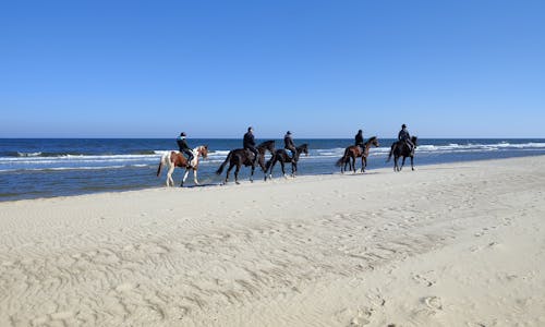 Fotos de stock gratuitas de animales, arena, caballos