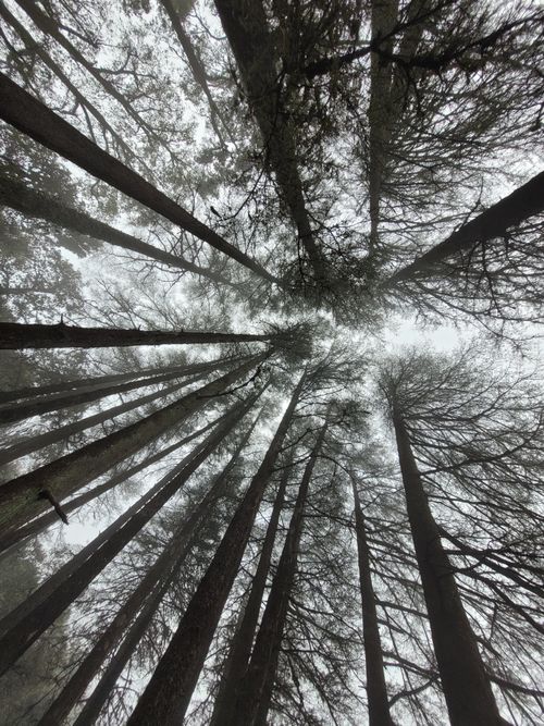 Free Dramatic upward shot of tall pine trees in a misty forest in Nainital, UT, India. Stock Photo