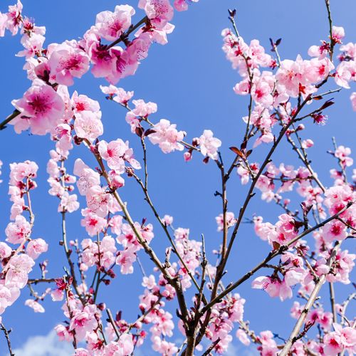 Free Beautiful cherry blossoms in full bloom against a clear blue sky, symbolizing spring and renewal. Stock Photo
