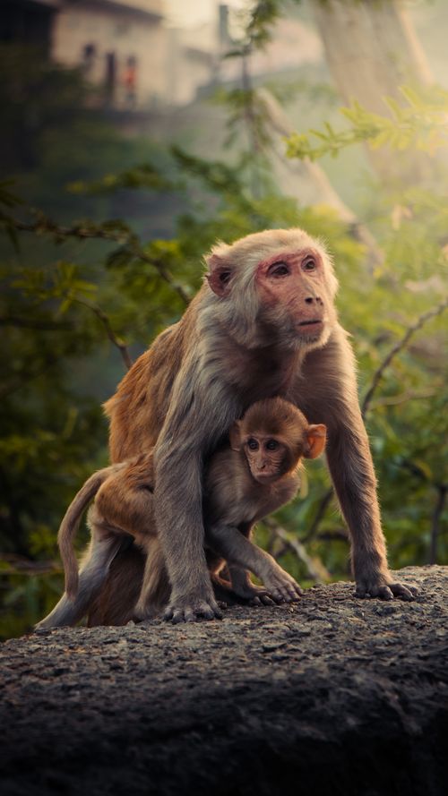 Free Close-up of a macaque and her baby on a rock, showcasing strong family bond. Stock Photo