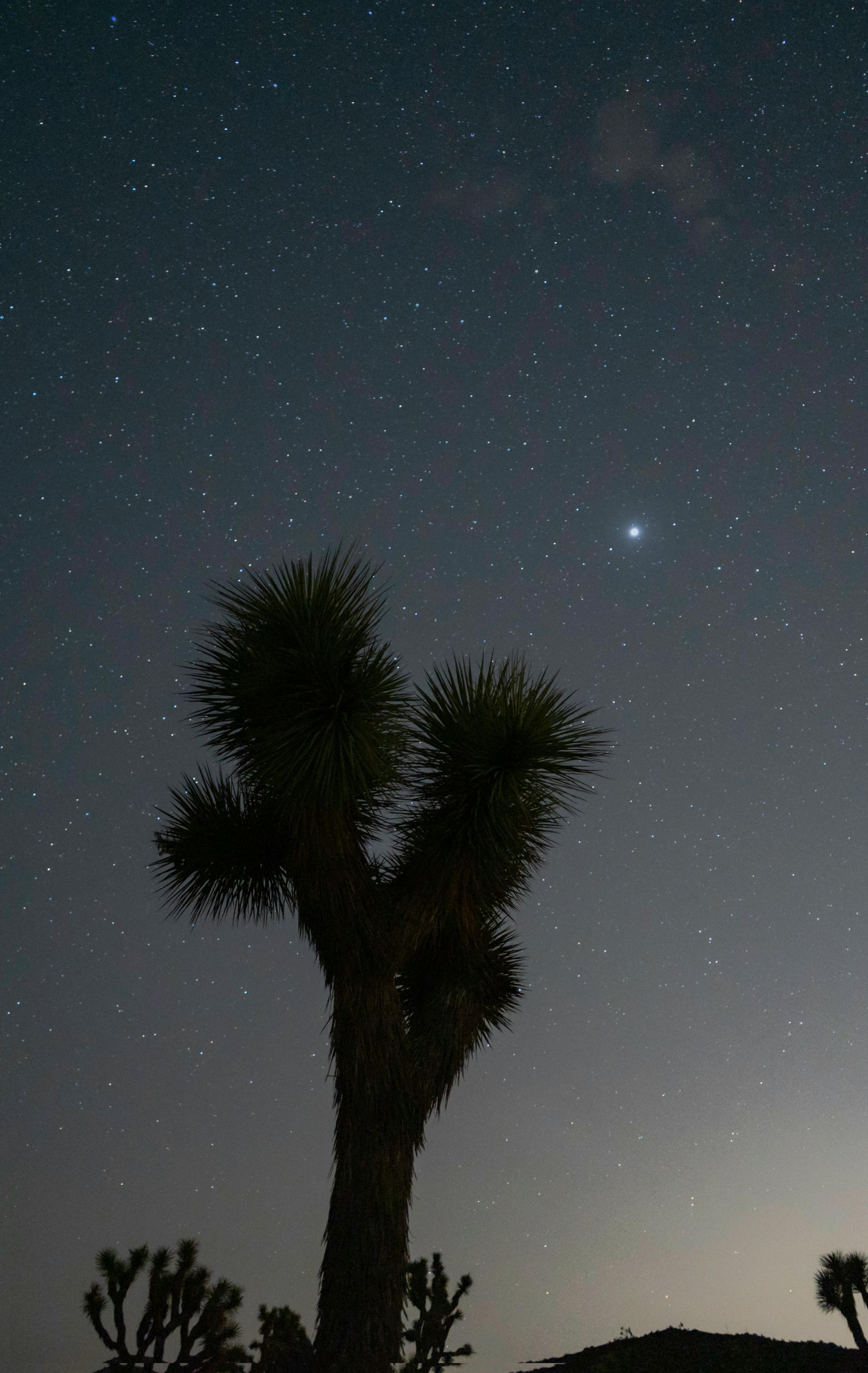 silhouetted trees in joshua tree park under a starry night sky