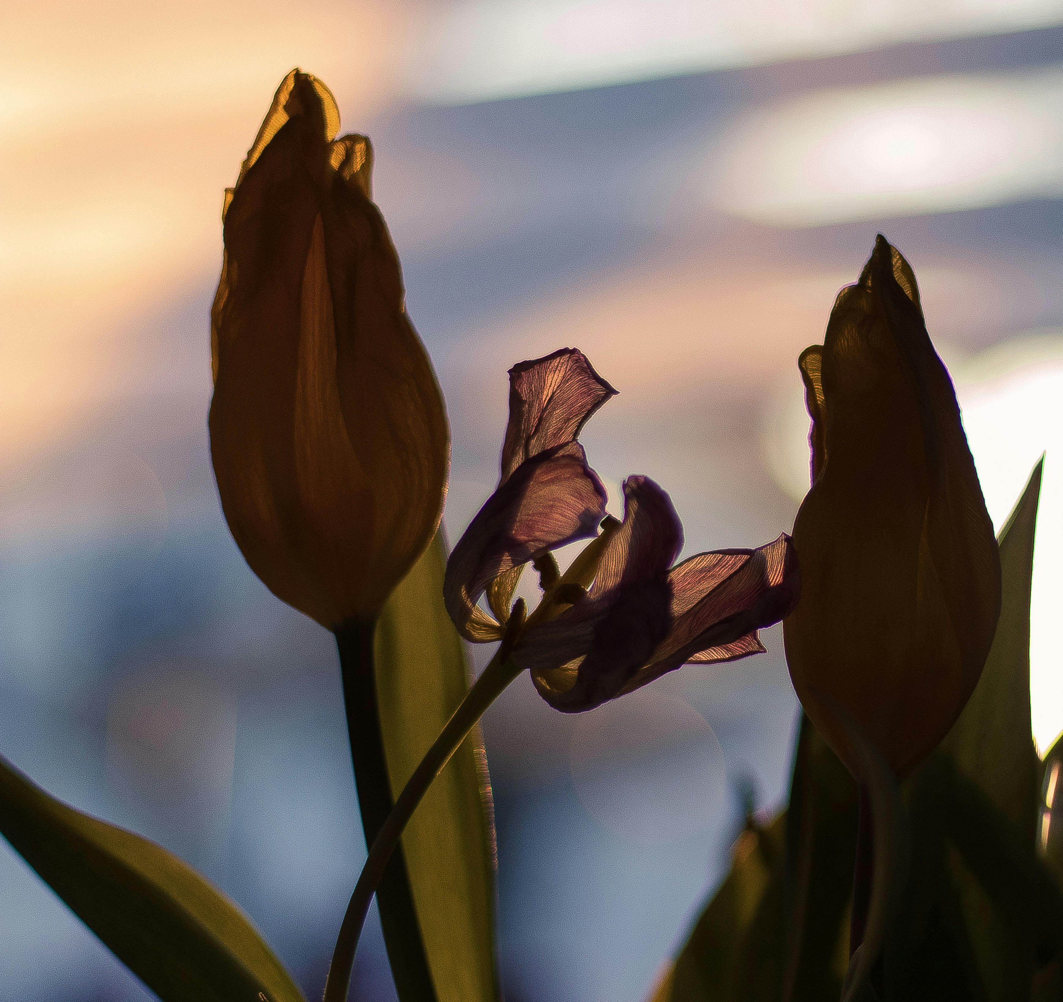 Foto Stok Gratis Tentang Bunga Latar Belakang Buram Layu