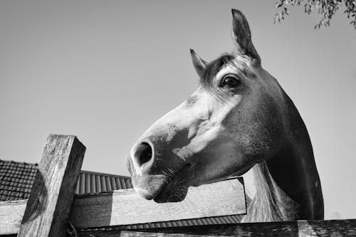 Grayscale Photo of Horse Head