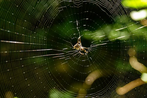 Коричневый паук на паутине