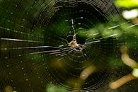 特写镜头捕捉户外复杂蛛网中的蜘蛛，展现大自然的艺术性