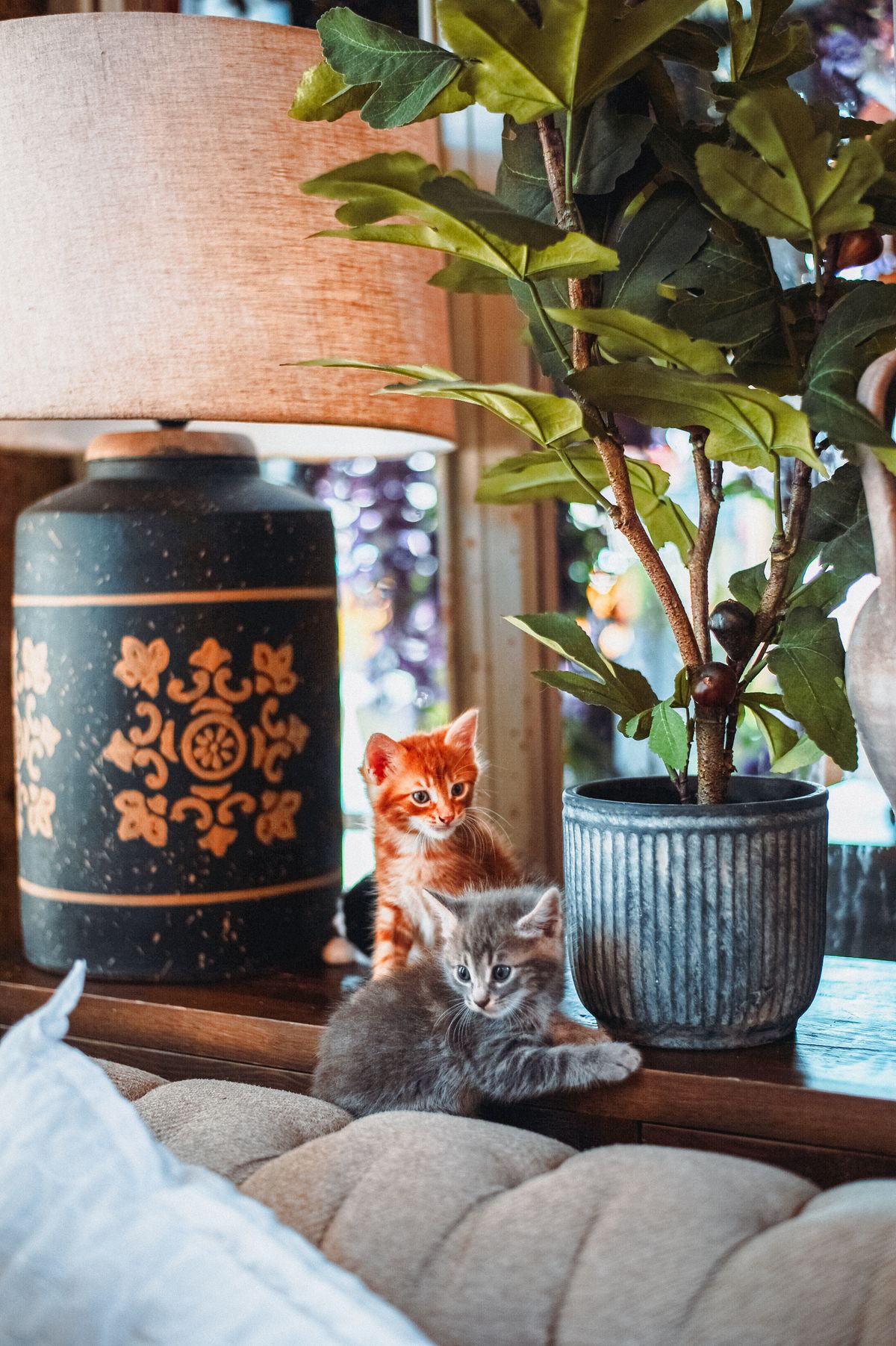 First 30 Days With a New Kitten: A Health Checklist