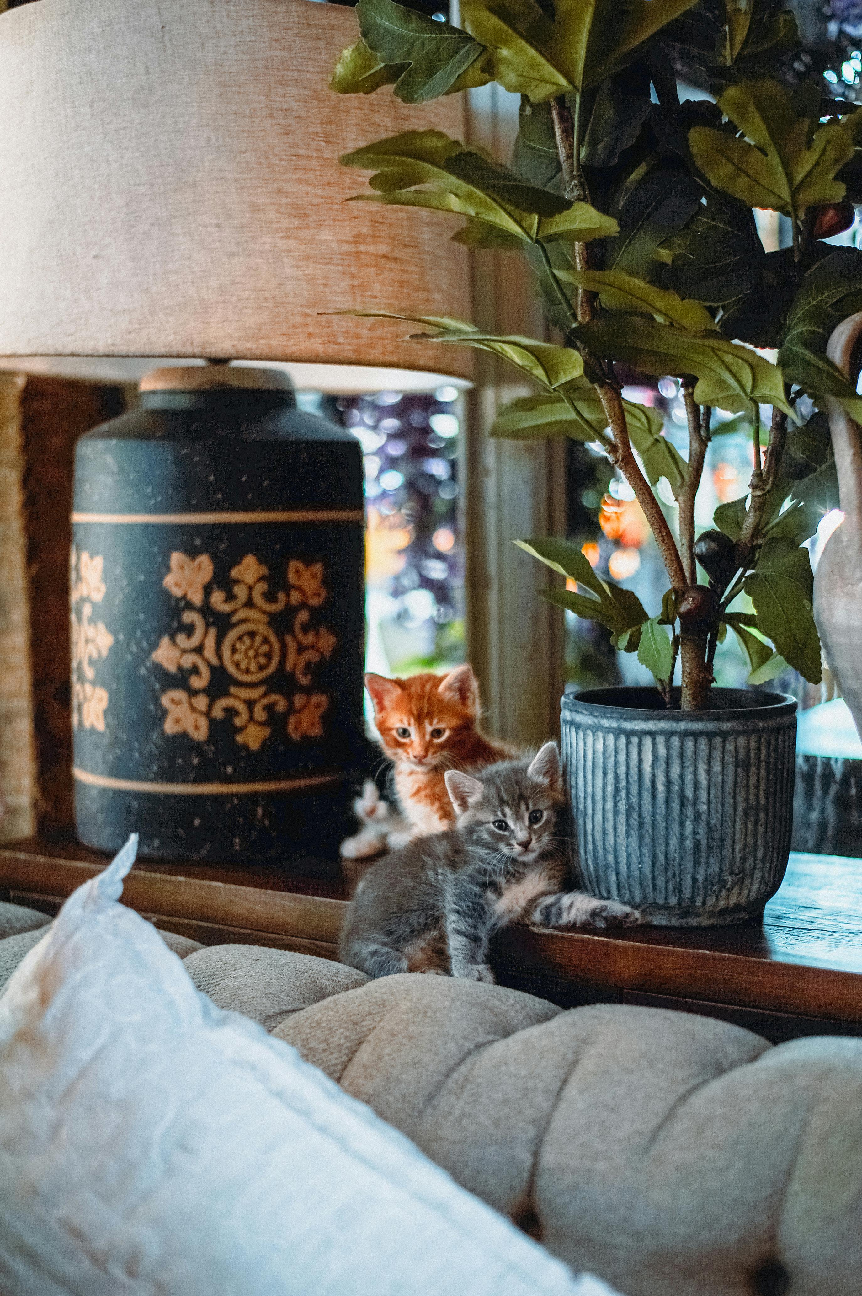 Cute Kittens in Home Interior · Free Stock Photo