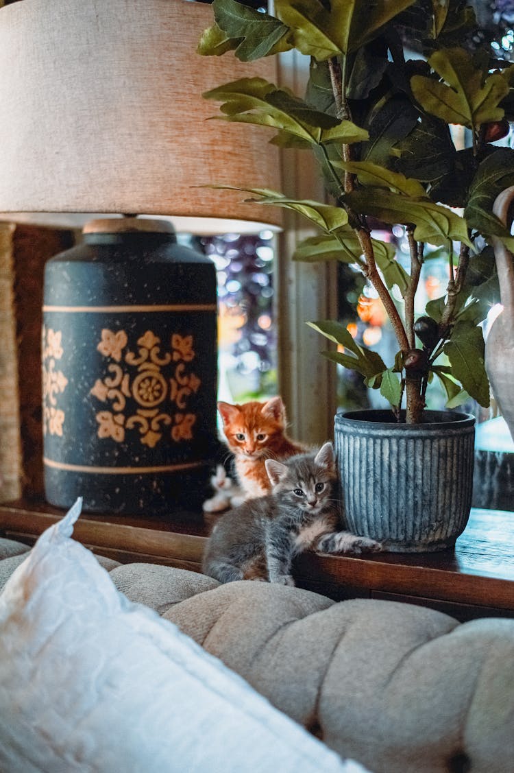 Cute Kittens In Home Interior