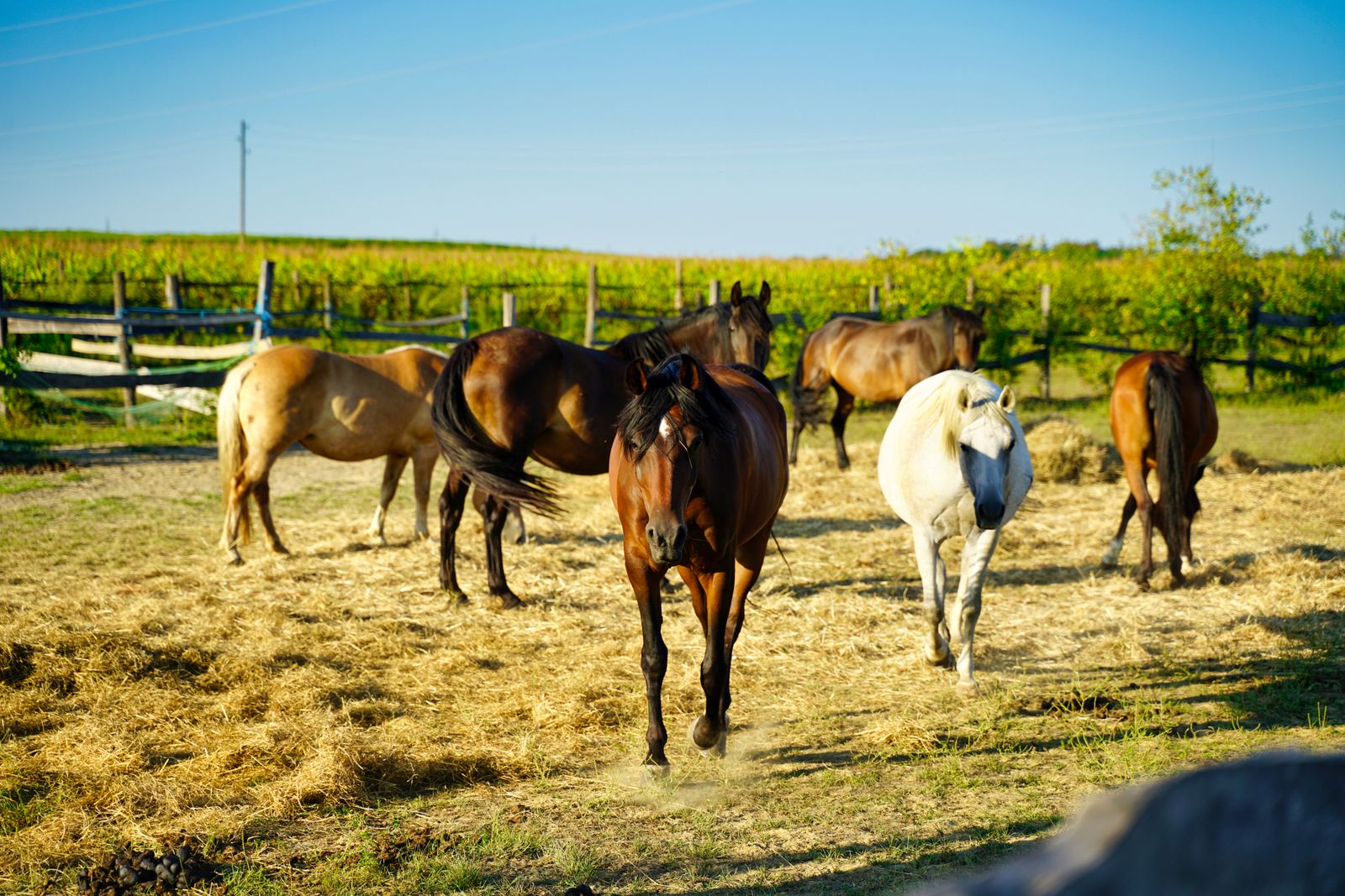 A group of horses grazing in a sunlit field beside a wooden fence