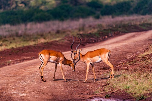 Photograph of Impalas with Horns
