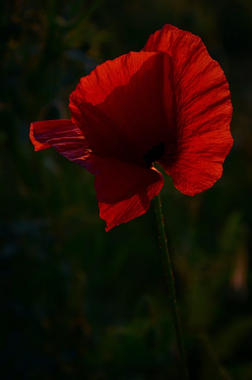 Poppy Flower in Close Up Photography