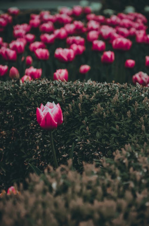 Gratis arkivbilde med blomst, blomsterfotografering, blomstre