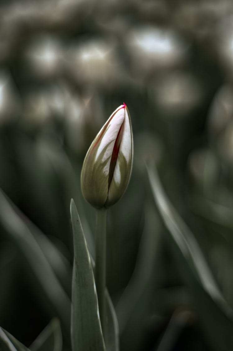 Close Up Photo Of A Flower Bud