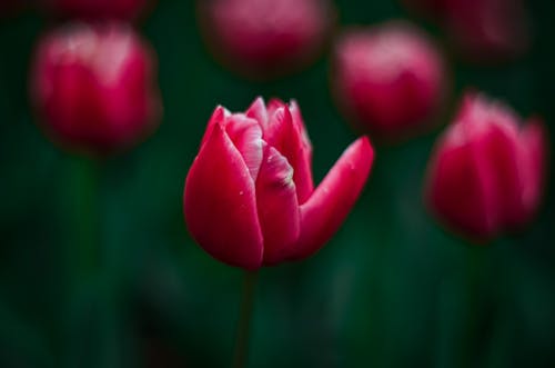 Close-Up Photo of a Blooming Red Tulip