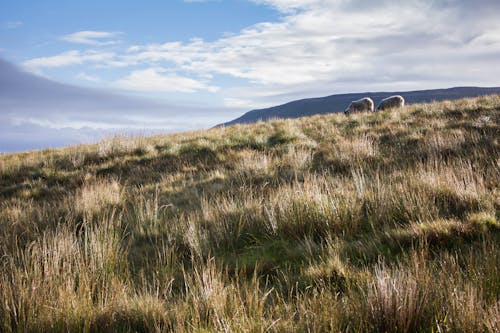 Бесплатное стоковое фото с Йоркшир, йоркшир три вершины, овца