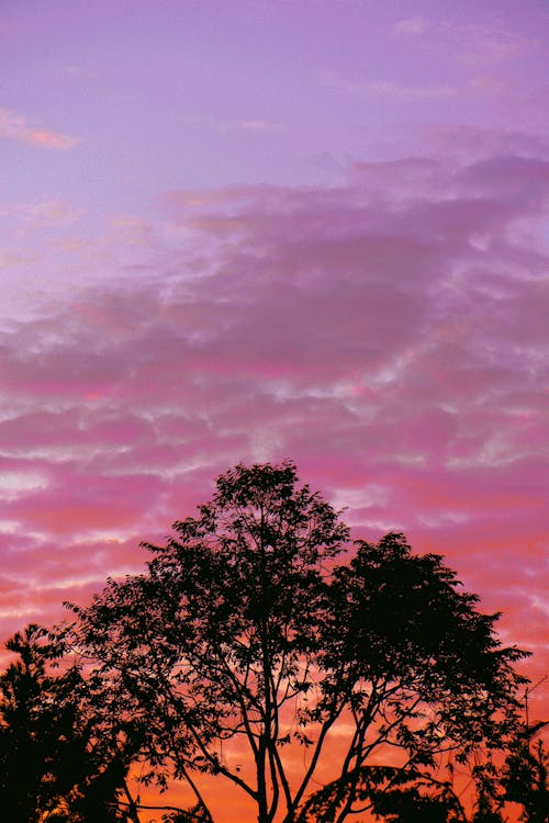 คลังภาพถ่ายฟรี ของ ช่วงแสงสีทอง, ซิลูเอตต์, ต้นไม้