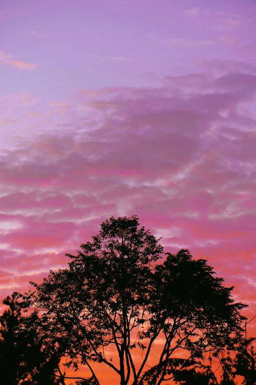 Free A silhouetted tree stands against a vivid twilight sky with hues of purple and orange. Stock Photo