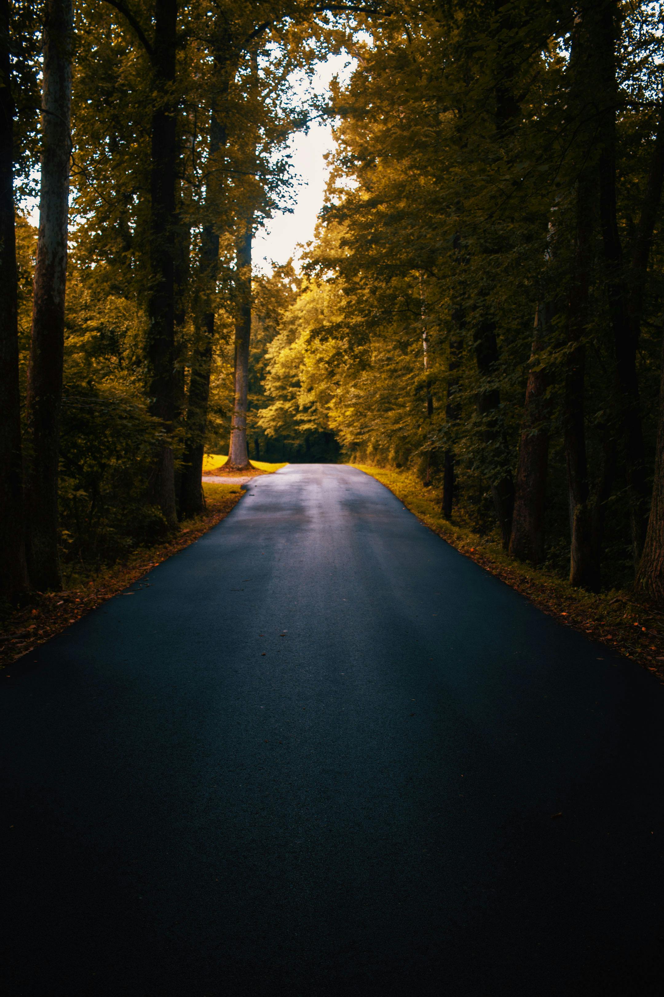 一条宁静的林间小路，沐浴在温暖的光光中，四周环绕着充满活力的秋叶