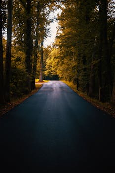 一条宁静的林间小路，沐浴在温暖的光光中，四周环绕着充满活力的秋叶