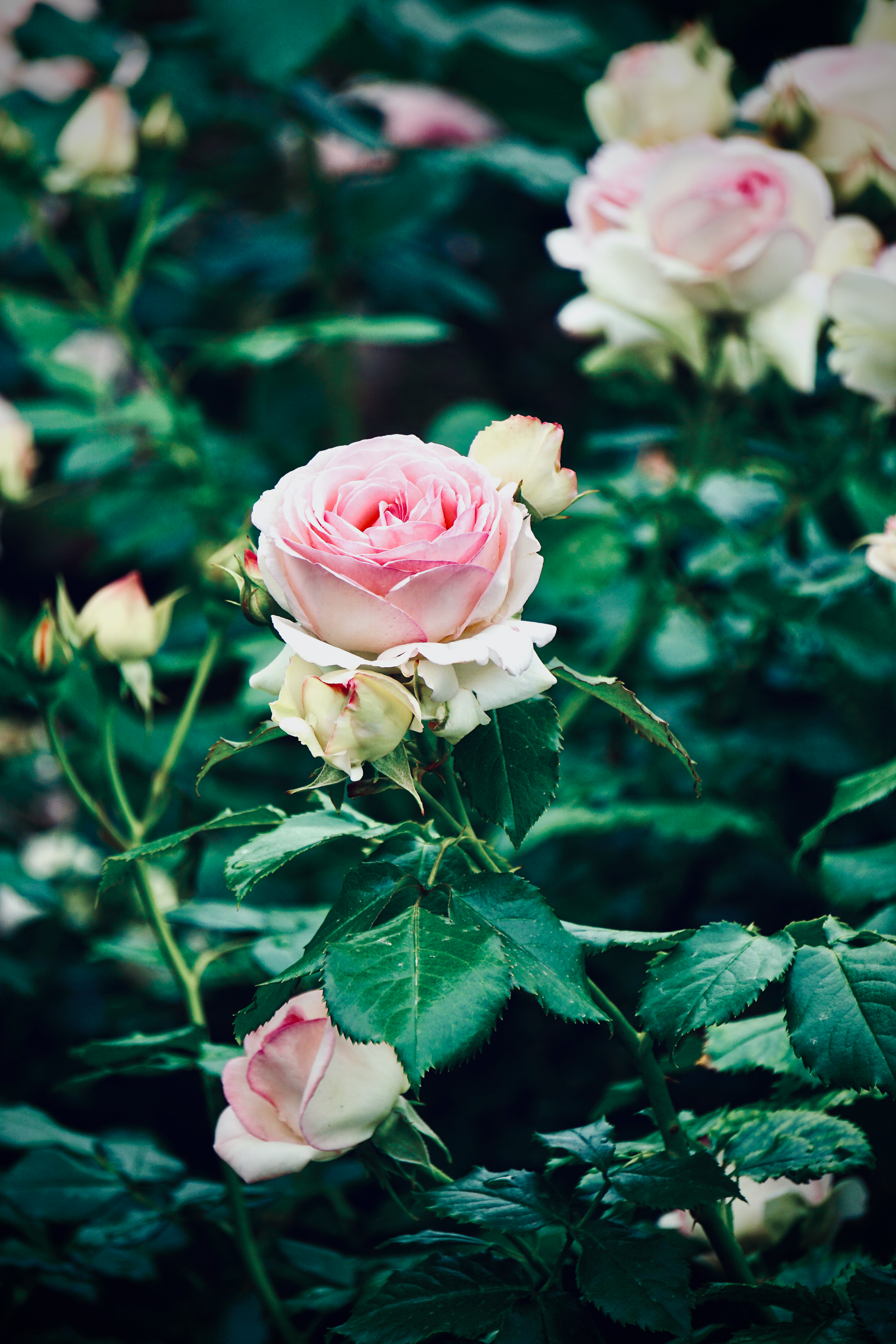 Pink Roses in Bloom Photo · Free Stock Photo