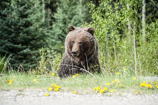 A powerful grizzly bear stands amidst vibrant wildflowers in a tranquil forest setting.