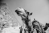 埃及金字塔附近沙漠景观中的黑白骆驼图像