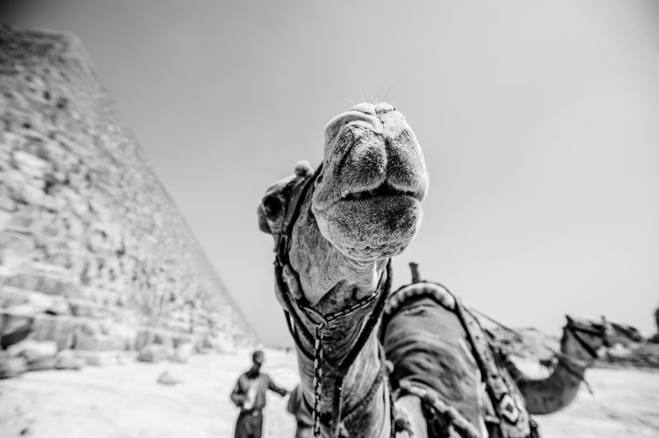 Close-up black and white shot of a camel near an Egyptian pyramid on a sunny day.
