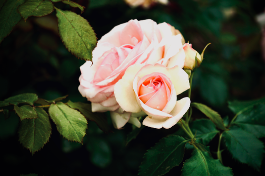 Pink Rose in Bloom