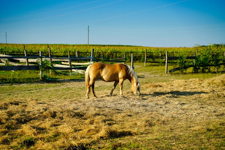 Photo Of A Horse At The Ranch