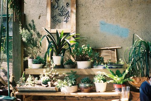 Free A collection of various potted succulents on wooden shelves against a textured wall. Stock Photo