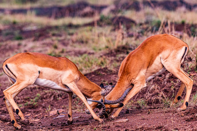 A Pair Of Impala Fighting With Using Their Horns