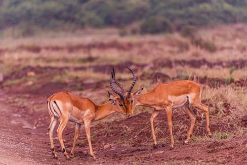 Impala Antelopes Standing Face to Face on Grass Land