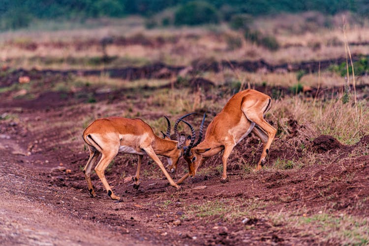 Photo Of Impalas Fighting