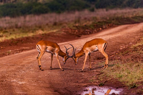 Impala Antelopes Fighting on a Grass Land