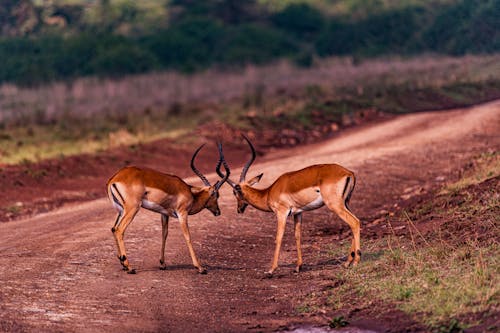 Gratis Foto stok gratis antelop, Gazelle, impala Foto Stok