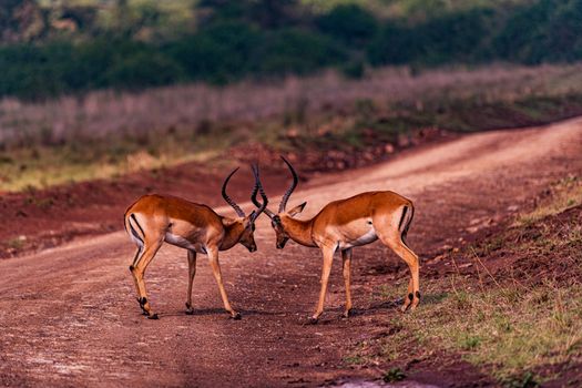 Brown Deer on Brown Field