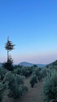 Scenic view of a tranquil mountain landscape with trees and distant hills at sunrise.