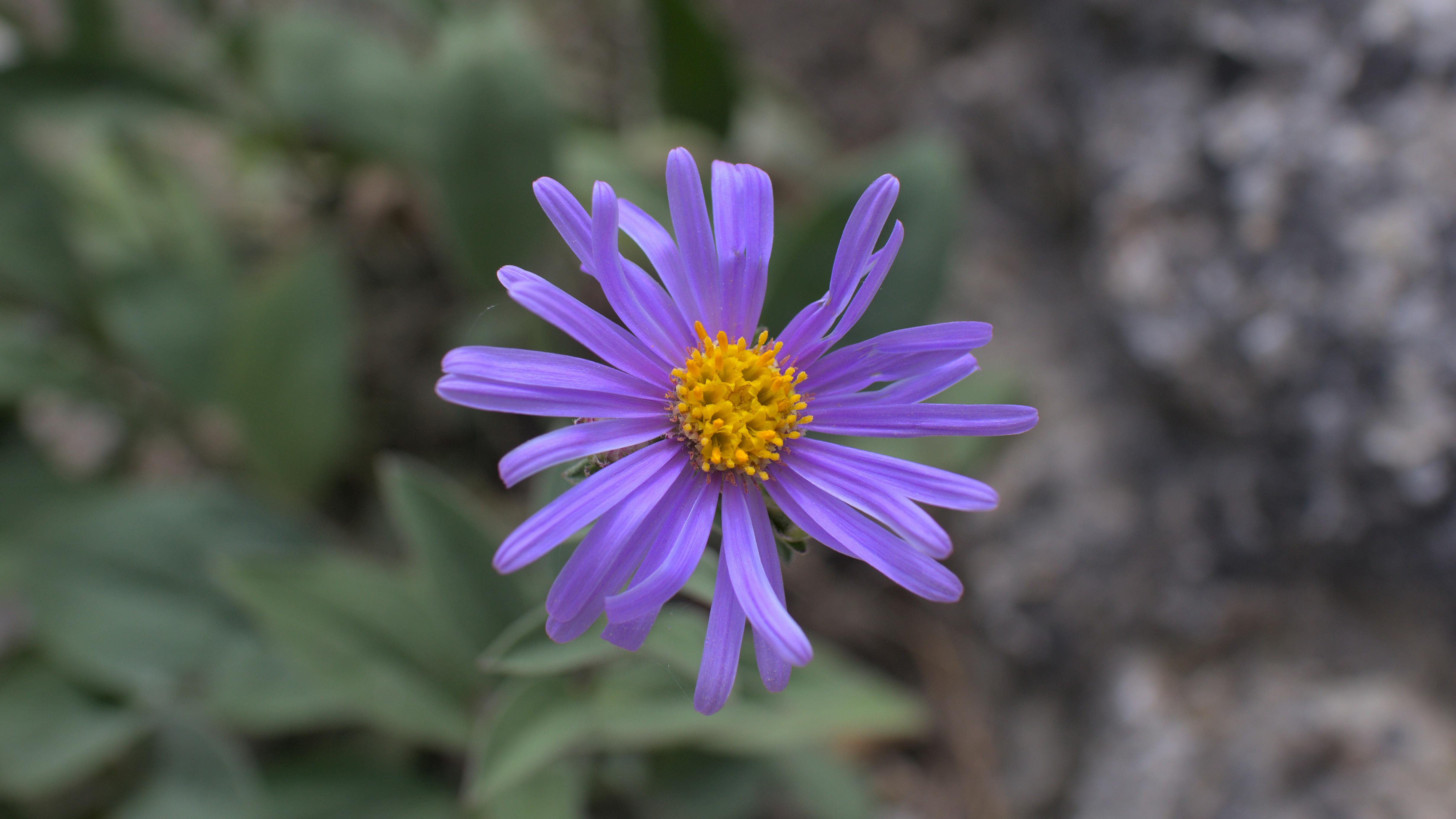 Close-up photography of a purple flower by Jan Slaný