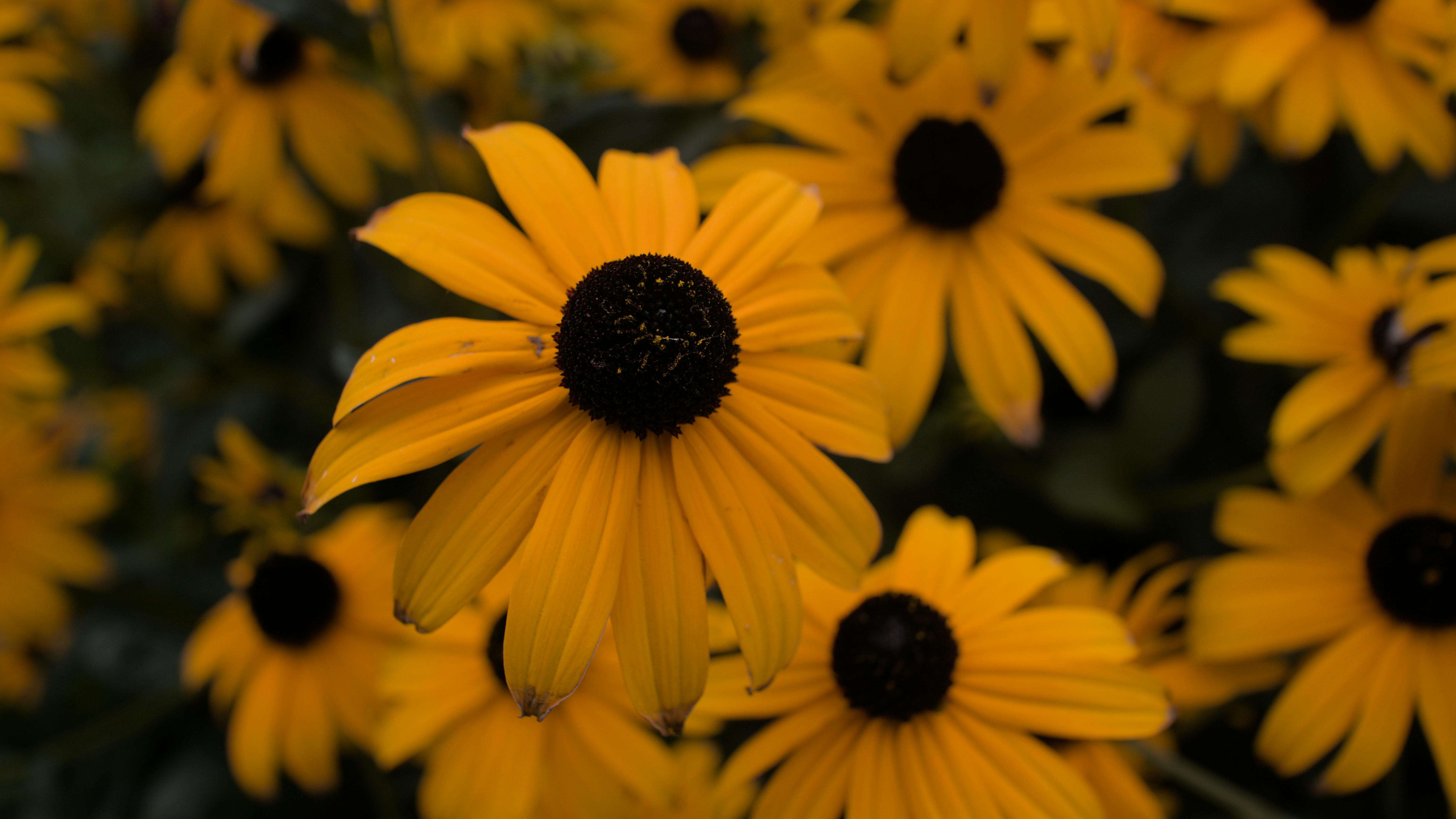 Macro photography of a bunch of yellow flowers by Jan Slaný