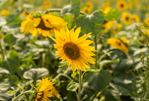 Yellow Sunflowers in Bloom