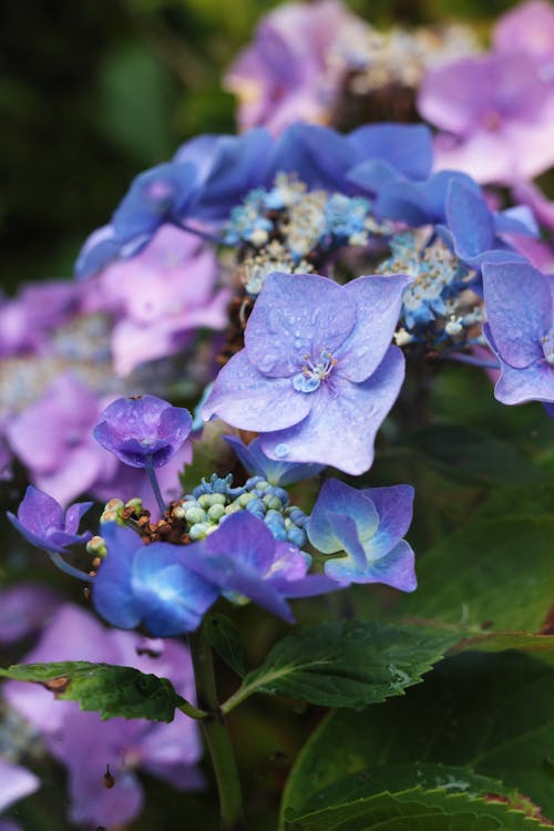 Kostnadsfri bild av blomfotografi, blomma, flora