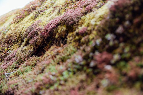 A Mossy Surface