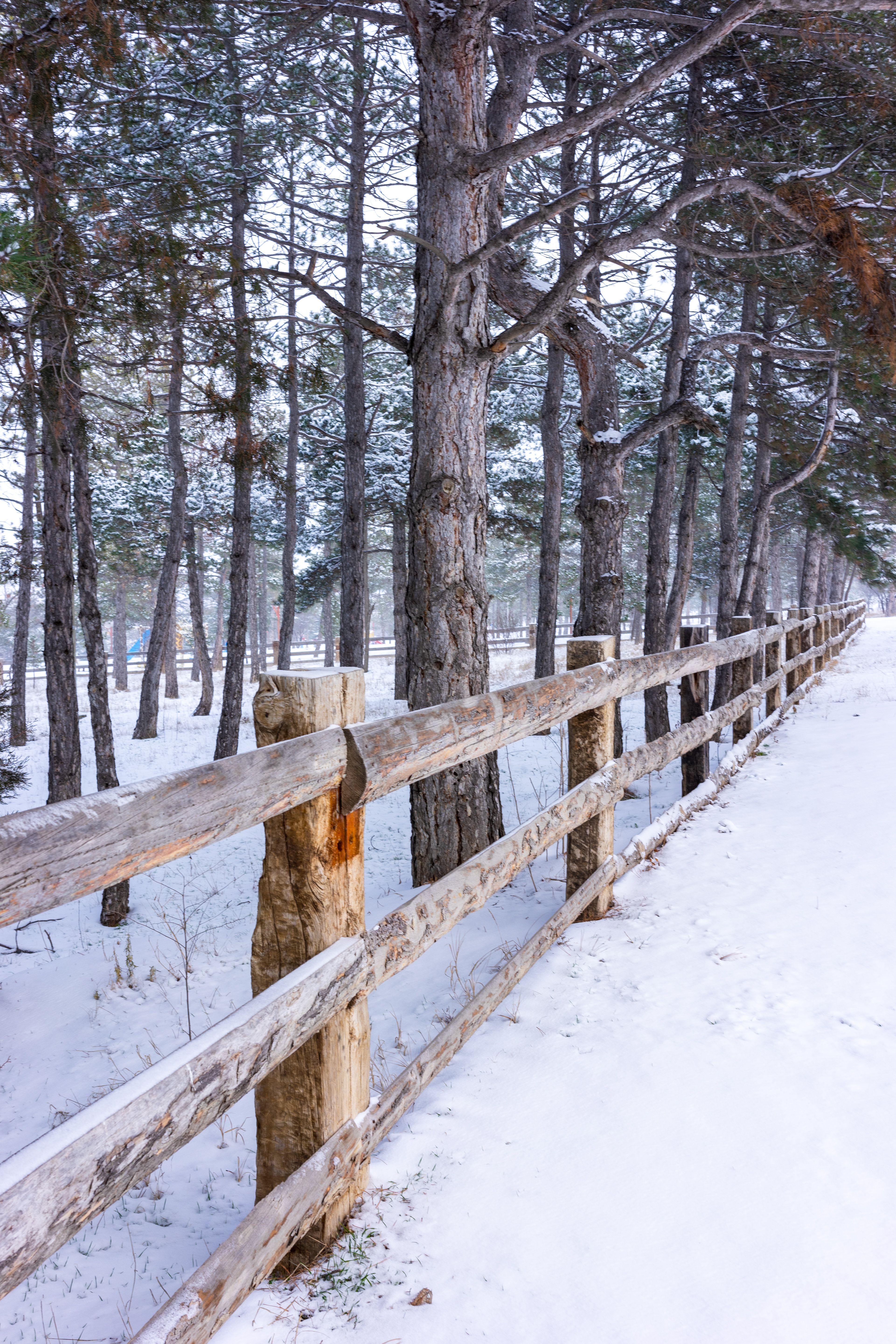 Photo of a Wooden Fence Near Trees · Free Stock Photo