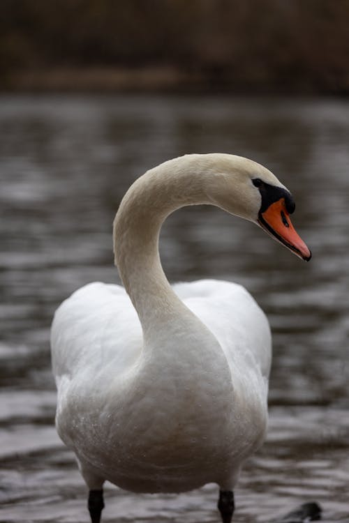 Free White Swan on a Lake Stock Photo