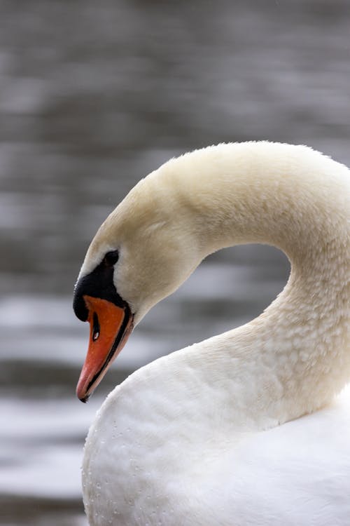A Portrait of a White Swan