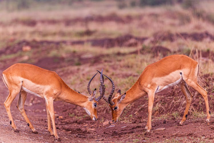 A Pair Of Brown Deer Fighting Using Their Horns On Soil Ground