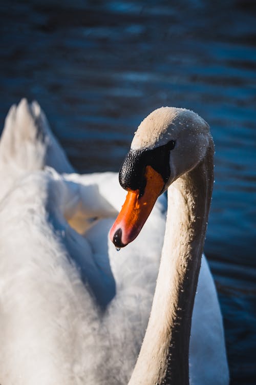 White Swan on Body of Water