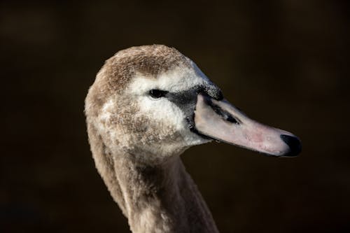  Duck Head in Close Up Photography