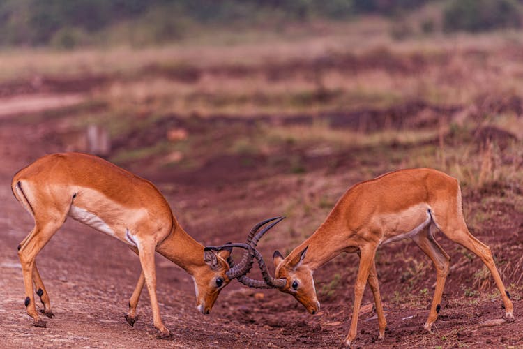 Impalas Fighting With Antlers