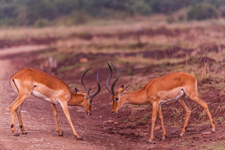 A Pair Of Brown Deer Fighting Using Their Horns On Soil Ground